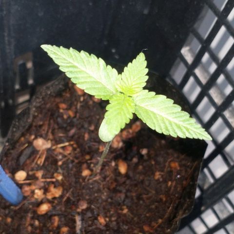 RUSIA (GEA SEEDS)  growlog timeline photo