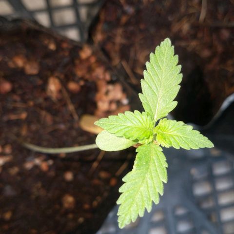 JACK ORANGE (GEA SEEDS) growlog timeline photo