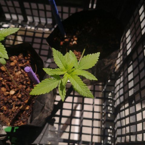 RUSIA (GEA SEEDS)  growlog timeline photo
