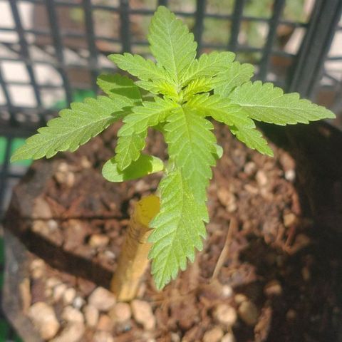 JACK ORANGE (GEA SEEDS) growlog timeline photo