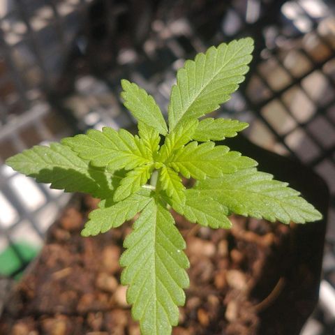NORTHERN KUSH (GEA SEEDS) growlog timeline photo