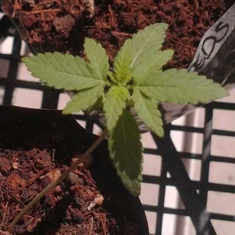 AMNESIA PRO (GEA SEEDS) growlog timeline photo