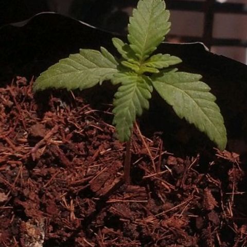 Gorilla girl xl auto (SWEET SEEDS) growlog timeline photo