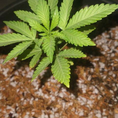 Gorilla girl xl auto (SWEET SEEDS) growlog timeline photo