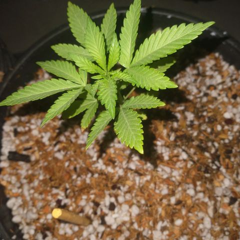 JACK ORANGE (GEA SEEDS) growlog timeline photo