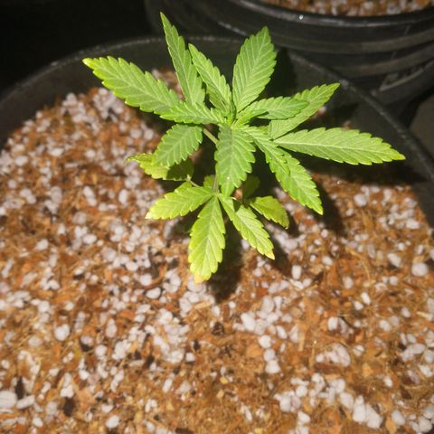 NORTHERN KUSH (GEA SEEDS) growlog timeline photo