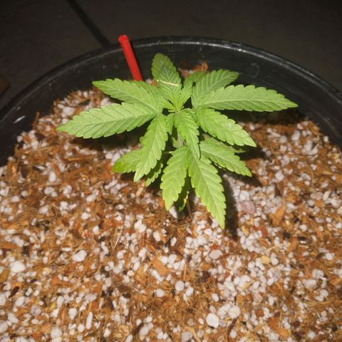 AMNESIA PRO (GEA SEEDS) growlog timeline photo