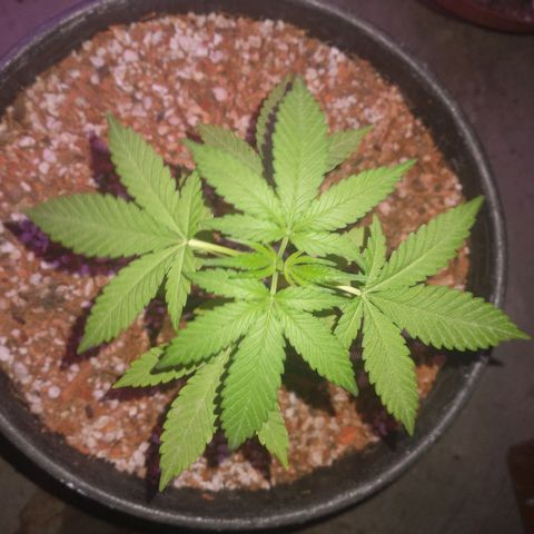 RUSIA (GEA SEEDS)  growlog timeline photo