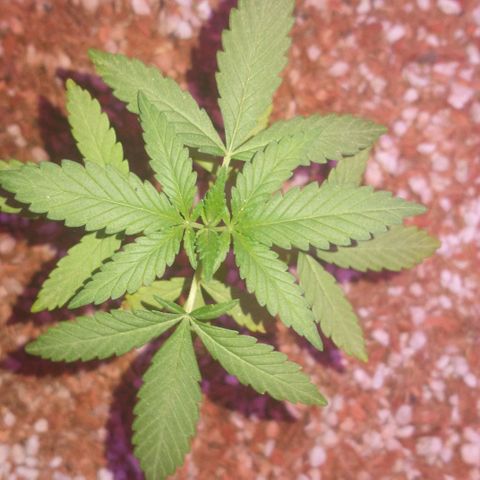 NORTHERN KUSH (GEA SEEDS) growlog timeline photo
