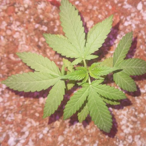 AMNESIA PRO (GEA SEEDS) growlog timeline photo