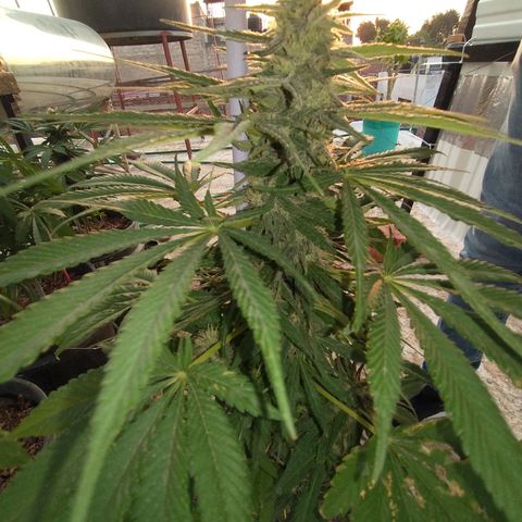 Gorilla girl xl auto (SWEET SEEDS) growlog timeline photo