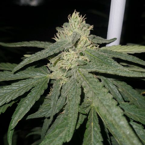 RUSIA (GEA SEEDS)  growlog timeline photo