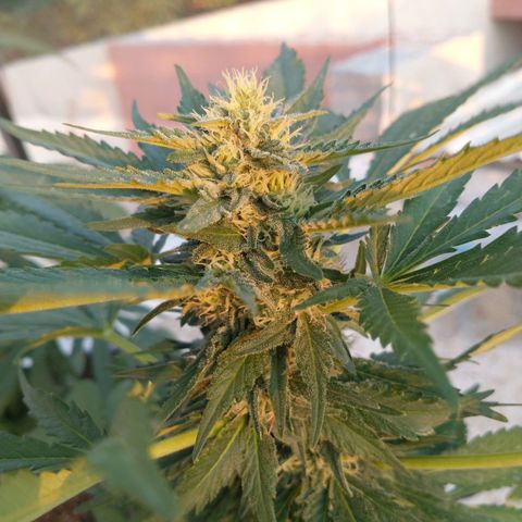 JACK ORANGE (GEA SEEDS) growlog timeline photo