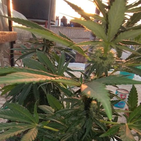 NORTHERN KUSH (GEA SEEDS) growlog timeline photo