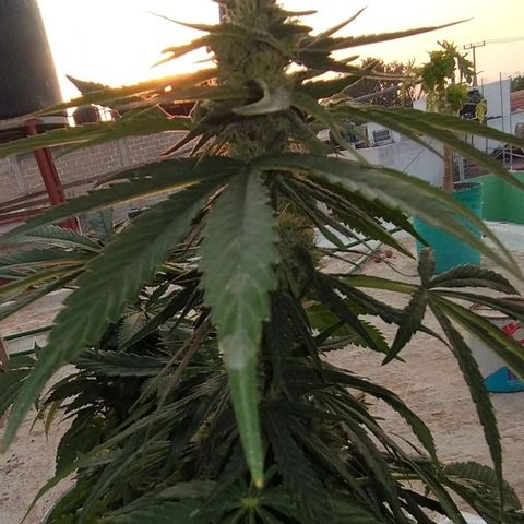 AMNESIA PRO (GEA SEEDS) growlog timeline photo
