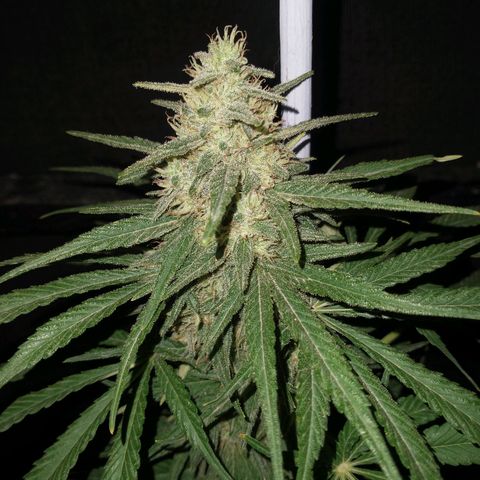 RUSIA (GEA SEEDS)  growlog timeline photo