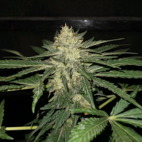 JACK ORANGE (GEA SEEDS) growlog timeline photo
