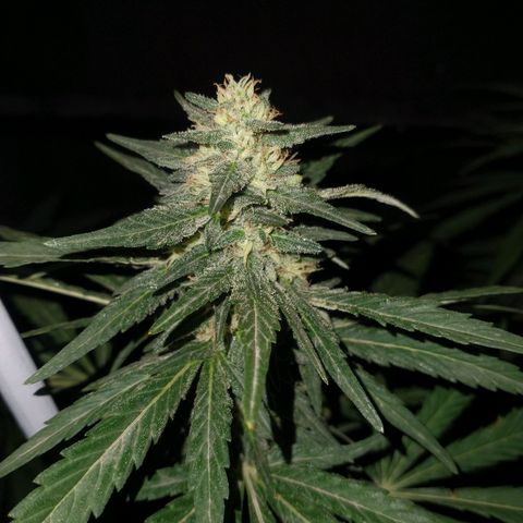 NORTHERN KUSH (GEA SEEDS) growlog timeline photo