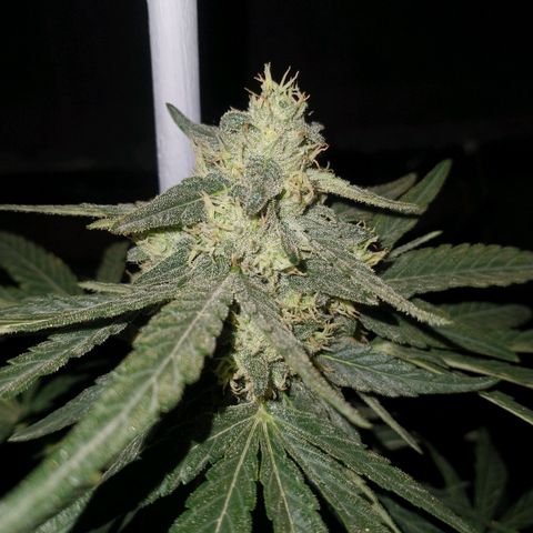 AMNESIA PRO (GEA SEEDS) growlog timeline photo