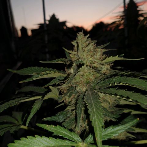 Gorilla girl xl auto (SWEET SEEDS) growlog timeline photo