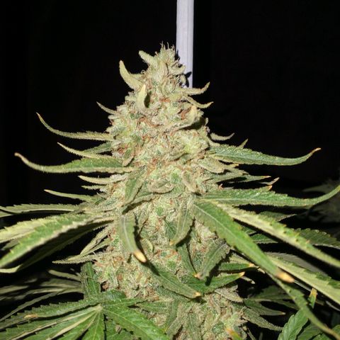 RUSIA (GEA SEEDS)  growlog timeline photo