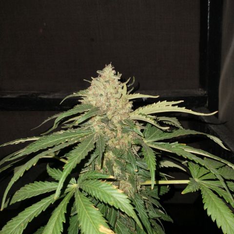 JACK ORANGE (GEA SEEDS) growlog timeline photo