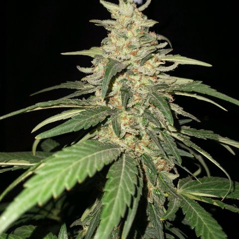 NORTHERN KUSH (GEA SEEDS) growlog timeline photo