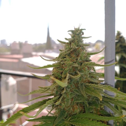 RUSIA (GEA SEEDS)  growlog timeline photo