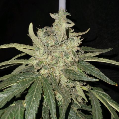 AMNESIA PRO (GEA SEEDS) growlog timeline photo