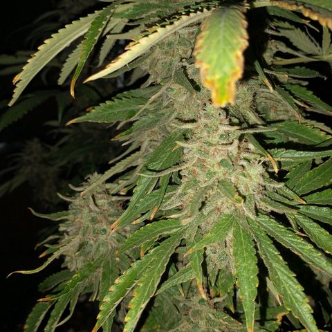 RUSIA (GEA SEEDS)  growlog timeline photo