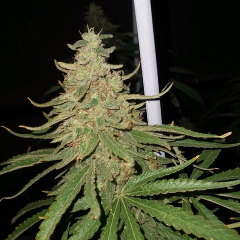 RUSIA (GEA SEEDS)  growlog timeline photo