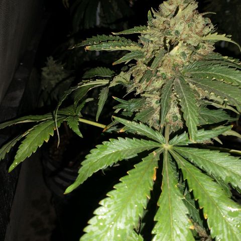 JACK ORANGE (GEA SEEDS) growlog timeline photo