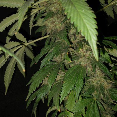 JACK ORANGE (GEA SEEDS) growlog timeline photo