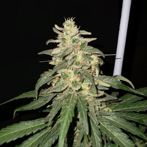 NORTHERN KUSH (GEA SEEDS) growlog timeline photo