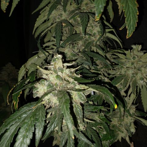 NORTHERN KUSH (GEA SEEDS) growlog timeline photo