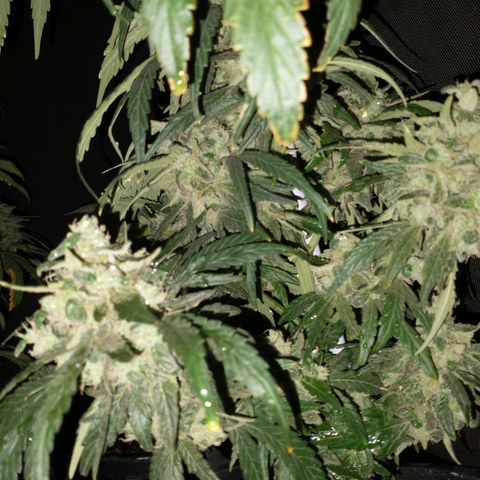 AMNESIA PRO (GEA SEEDS) growlog timeline photo