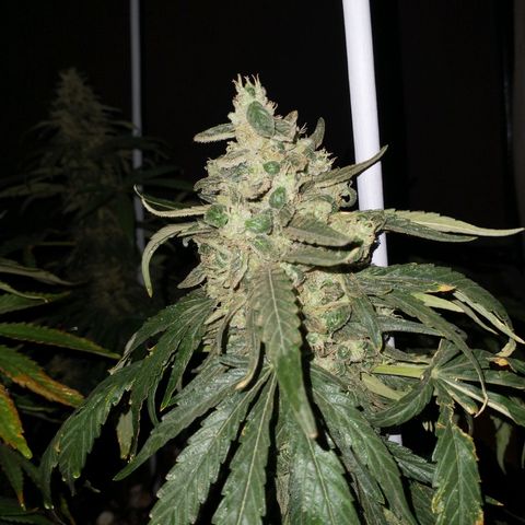AMNESIA PRO (GEA SEEDS) growlog timeline photo