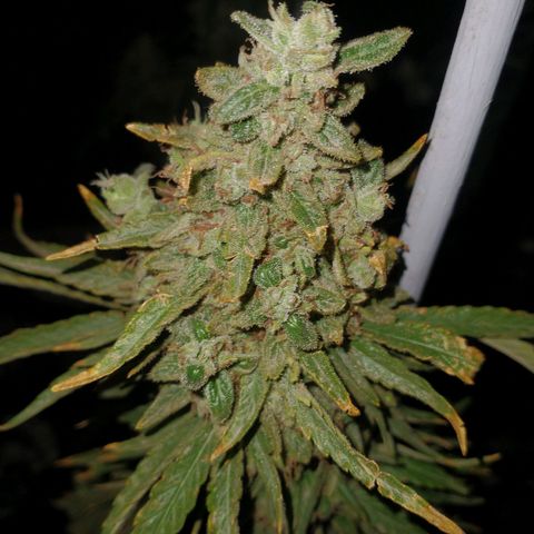 RUSIA (GEA SEEDS)  growlog timeline photo