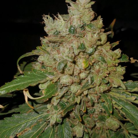 JACK ORANGE (GEA SEEDS) growlog timeline photo