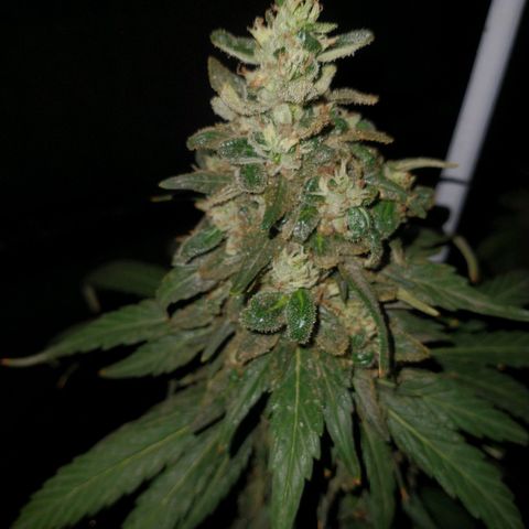 NORTHERN KUSH (GEA SEEDS) growlog timeline photo