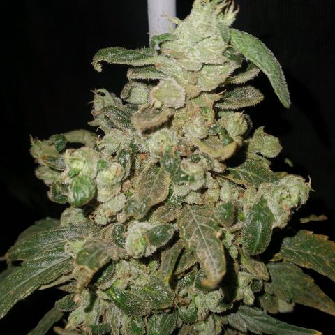 AMNESIA PRO (GEA SEEDS) growlog timeline photo