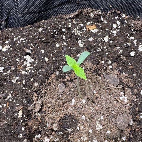 Chantal growlog timeline photo