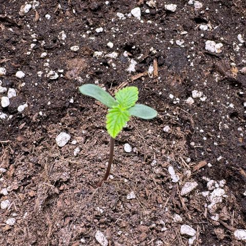 Bärbel growlog timeline photo