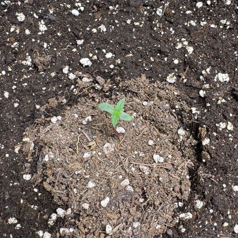 Gisela  growlog timeline photo