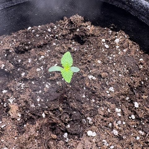Bärbel growlog timeline photo