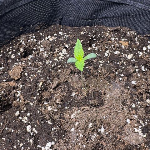 Chantal growlog timeline photo