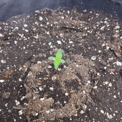 Gisela  growlog timeline photo