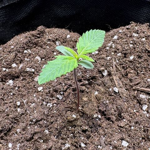 Bärbel growlog timeline photo