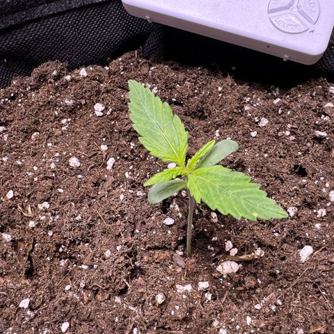 Chantal growlog timeline photo