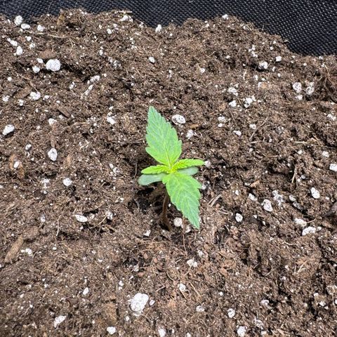 Gisela  growlog timeline photo